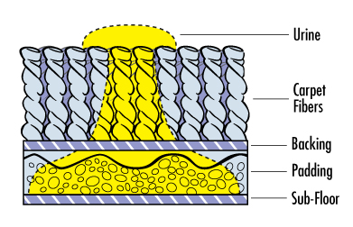 How Pet Urine Spreads - The Cone of Contamination